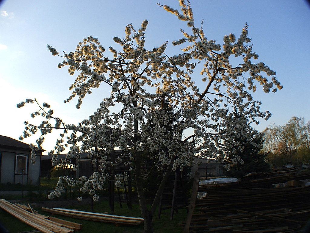 DSCF4225.JPG